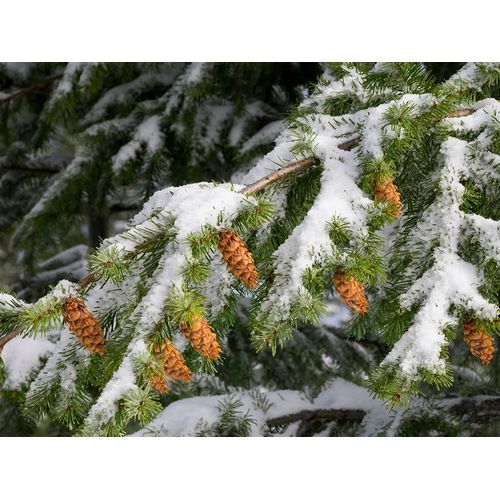Wild, Jamie and Judy 아티스트의 Washington State-Central Cascades Mount Washington-fir cones and snow작품입니다.